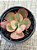 Echeveria sangue de boi - Imagem 4