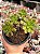 Aeonium occidentale - Imagem 1