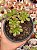 Aeonium occidentale - Imagem 1
