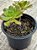 Aeonium occidentale - Imagem 2