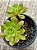 Aeonium occidentale - Imagem 3
