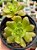 Aeonium occidentale - Imagem 1