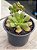 Aeonium occidentale - Imagem 2