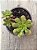 Aeonium occidentale - Imagem 3