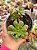 Aeonium occidentale - Imagem 1