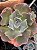 Echeveria nébula (sem raiz) - Imagem 2