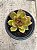 Echeveria agavoides blood maria - Imagem 1