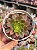 Aeonium halloween variegata - Imagem 1