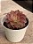 Aeonium halloween variegata - Imagem 2