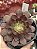 Aeonium halloween variegata - Imagem 1