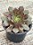 Aeonium halloween variegata - Imagem 2