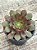 Aeonium halloween variegata - Imagem 3