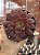Aeonium rose - Imagem 1