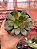 Aeonium rose - Imagem 1