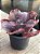Echeveria momordica charanthia G (sem raiz) - Imagem 2