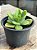 Echeveria big green - Imagem 2