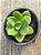 Echeveria big green - Imagem 3