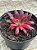 Aeonium black magic - Imagem 3