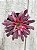 Aeonium black magic - Imagem 2