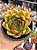 Echeveria agavoides híbrida - Imagem 1