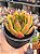 Echeveria agavoides híbrida - Imagem 2