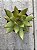E. Agavoides  red gilva - Imagem 1