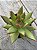 E. Agavoides  red gilva - Imagem 2