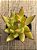 Echeveria agavoides red gilva - Imagem 3