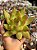 Echeveria agavoides red gilva - Imagem 1