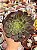 Aeonium ecstasy reverso (sem raiz) - Imagem 1
