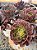 Aeonium ecstasy reverso - Imagem 2
