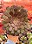 Aeonium ecstasy reverso - Imagem 1