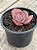 Echeveria midori monstruosa - Imagem 3