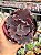 Echeveria pluto (importada) - Imagem 1