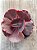 Echeveria pluto (importada) - Imagem 3