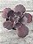 Echeveria pluto (corte sem raiz) - Imagem 2