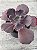 Echeveria pluto (corte sem raiz) - Imagem 1