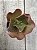 Echeveria oxford (sem raiz) - Imagem 1
