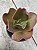 Echeveria oxford (sem raiz) - Imagem 2