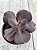 Echeveria night sky - Imagem 2
