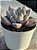 Echeveria beverley - Imagem 2