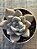Echeveria beverley - Imagem 3