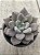 Echeveria beverley - Imagem 2