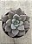 Echeveria beverley - Imagem 1