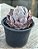 Echeveria shaviana alcachofra - Imagem 2
