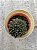 Sinocrassula yunnanensis - Imagem 2