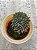 Sinocrassula yunnanensis - Imagem 1