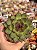 Echeveria black queen - Imagem 1