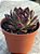 Echeveria black queen - Imagem 2
