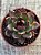 Echeveria black queen - Imagem 3